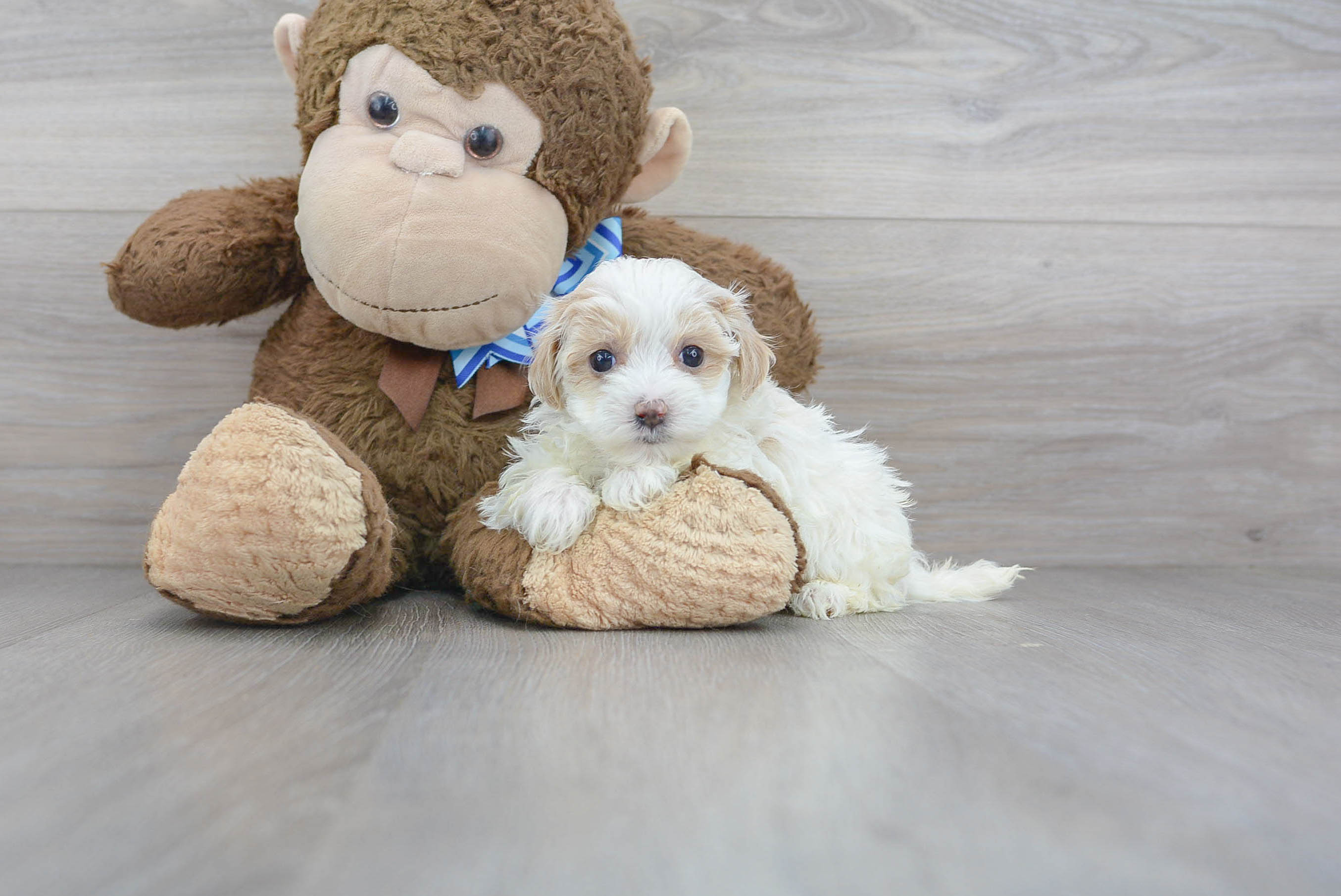 Cute Maltipoo Baby