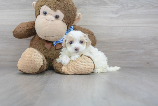 Cute Maltipoo Baby