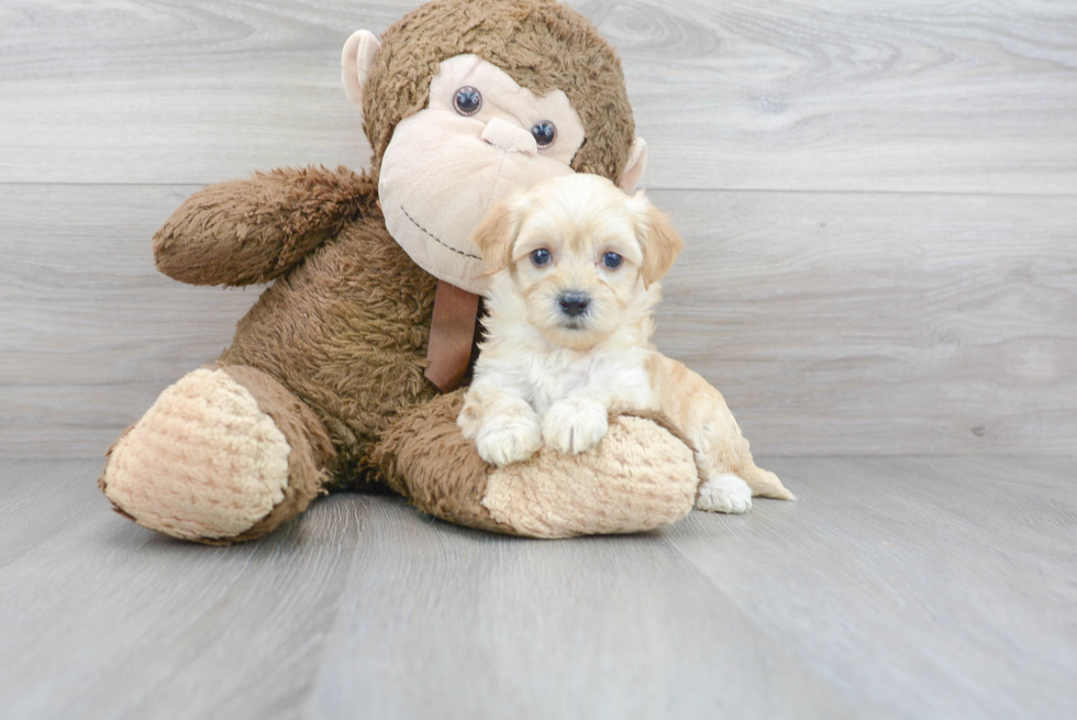 Funny Maltipoo Poodle Mix Pup