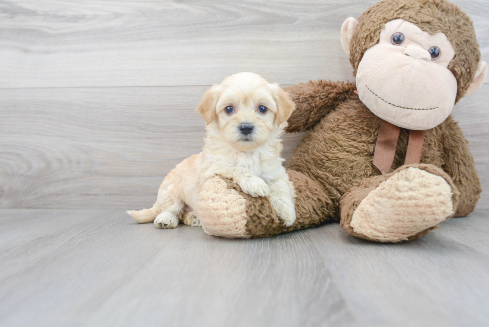 Maltipoo Pup Being Cute