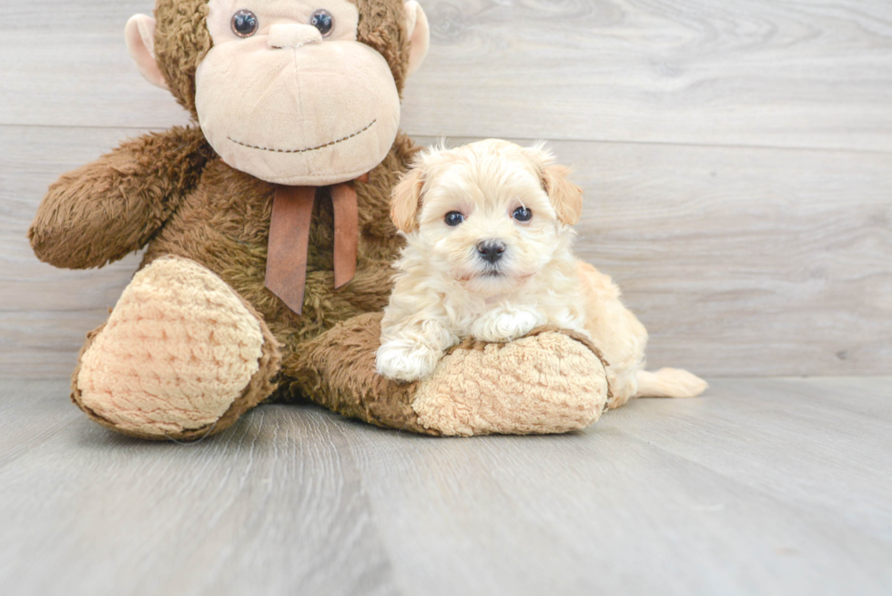 Little Maltepoo Poodle Mix Puppy