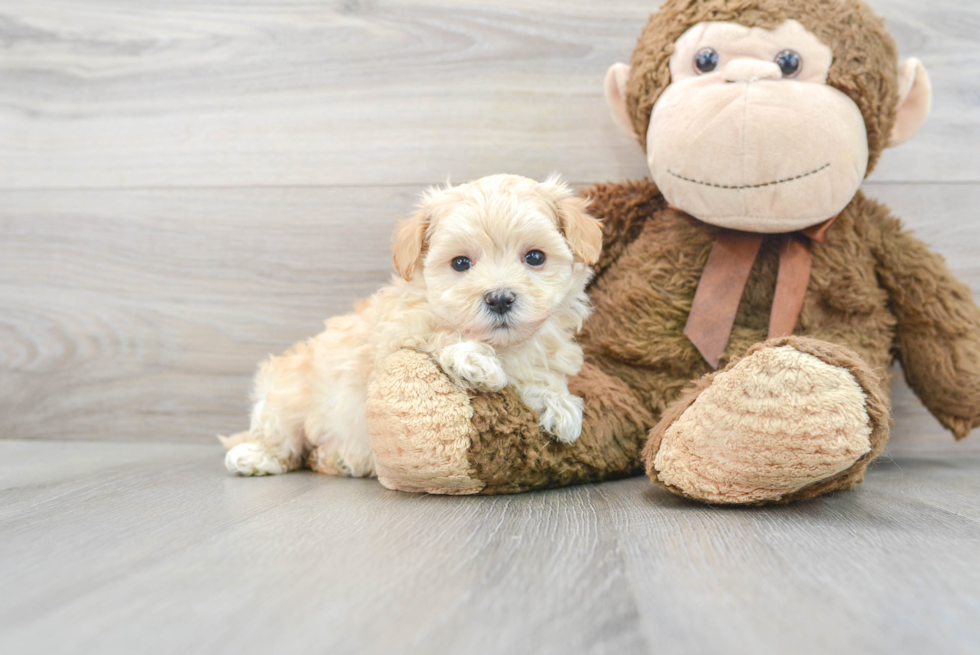 Best Maltipoo Baby