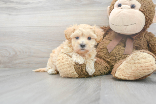 Best Maltipoo Baby