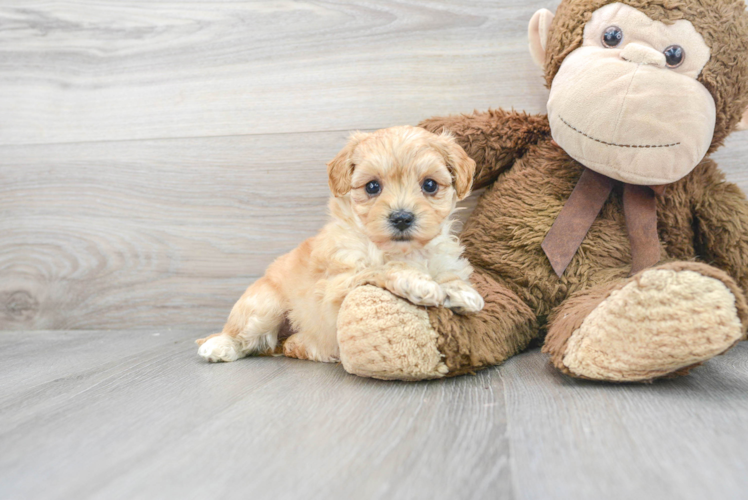 Best Maltipoo Baby