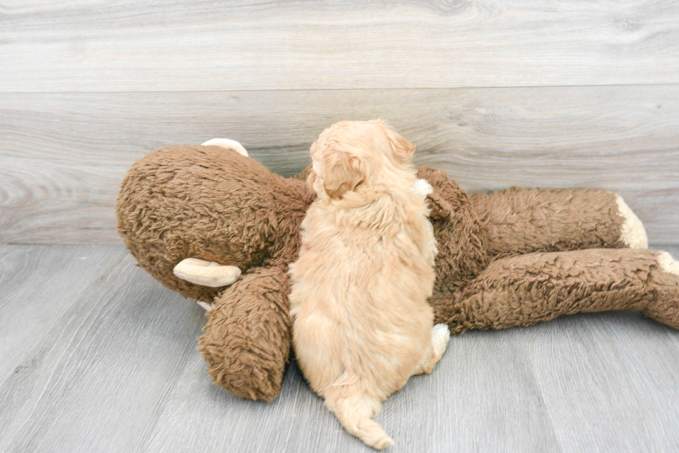 Maltipoo Pup Being Cute