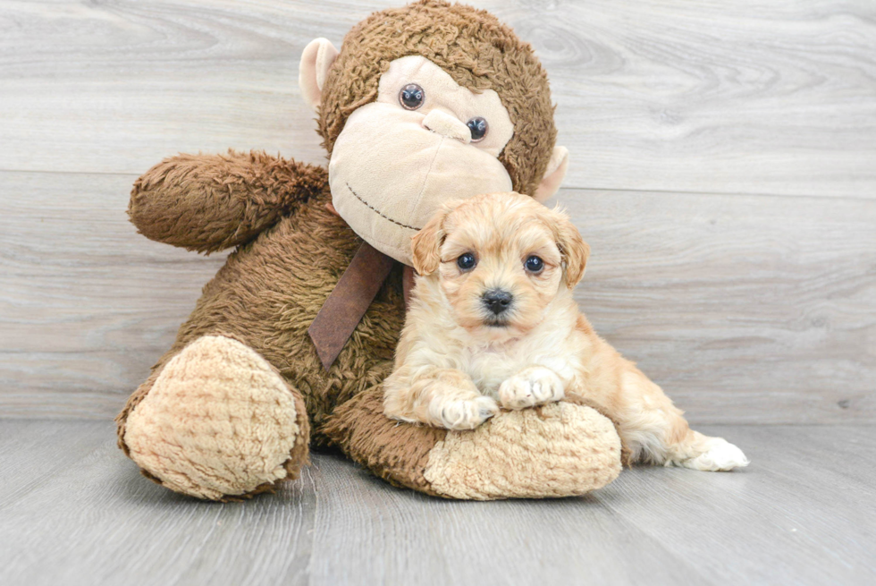 Best Maltipoo Baby