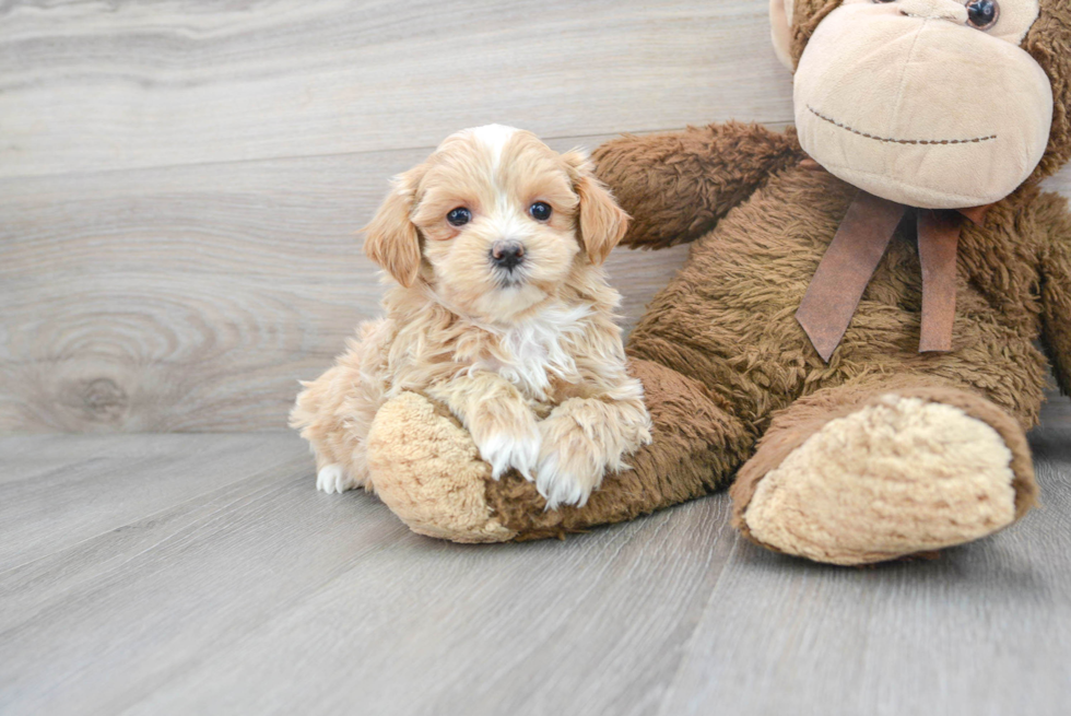 Happy Maltipoo Baby