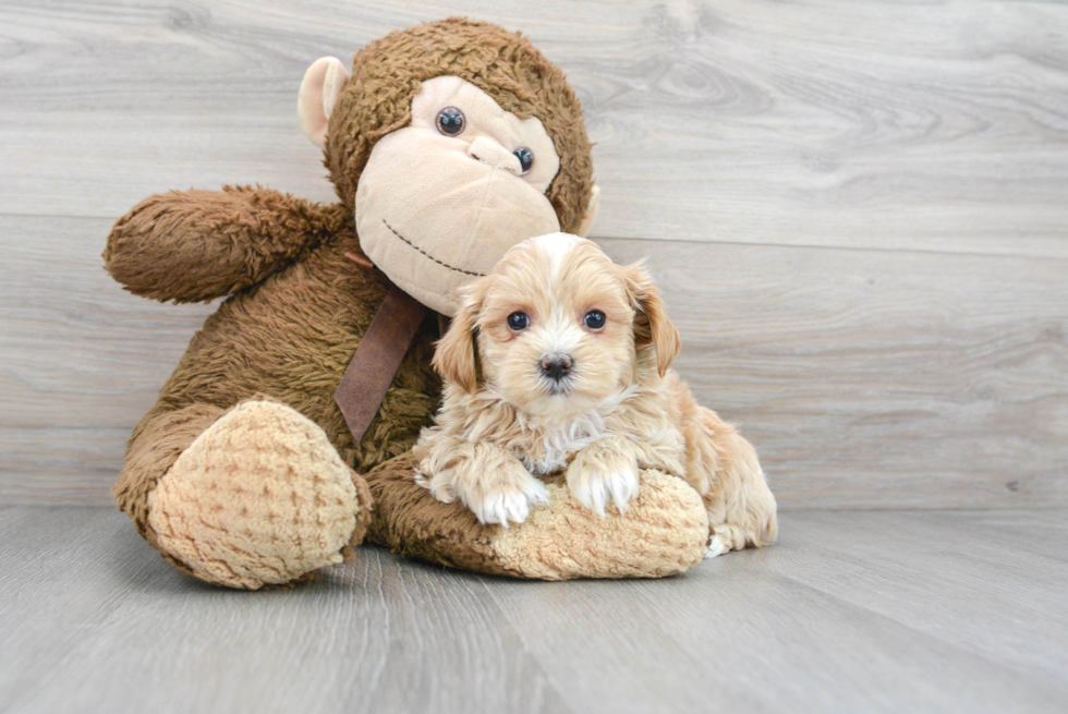 Maltipoo Pup Being Cute