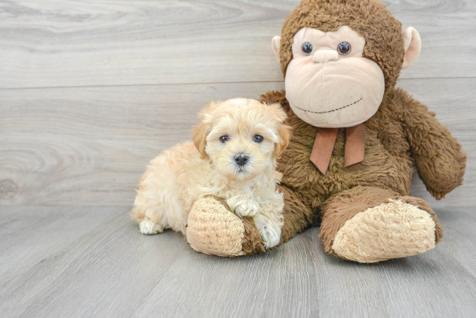 Little Maltepoo Poodle Mix Puppy