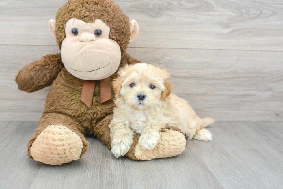 Friendly Maltipoo Baby