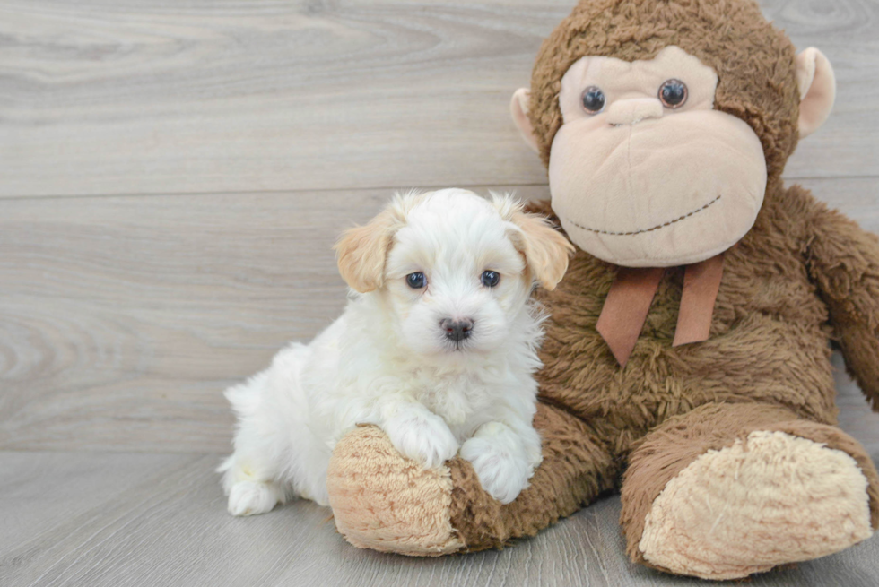 Best Maltipoo Baby