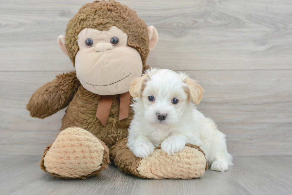 Maltipoo Pup Being Cute