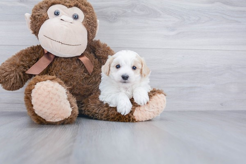 Funny Maltipoo Poodle Mix Pup