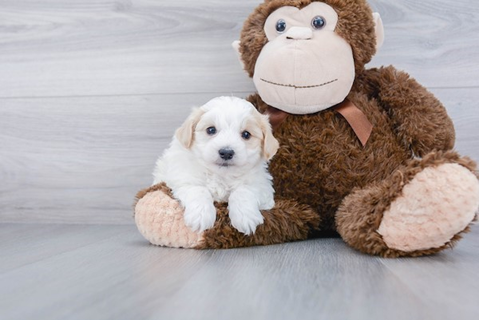 Smart Maltipoo Poodle Mix Pup