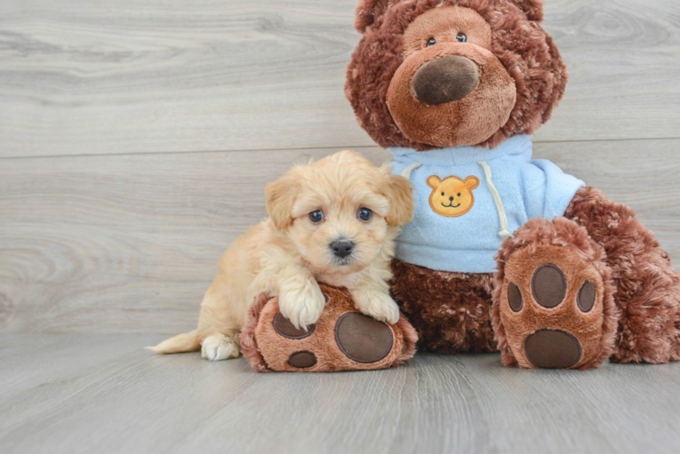 Best Maltipoo Baby