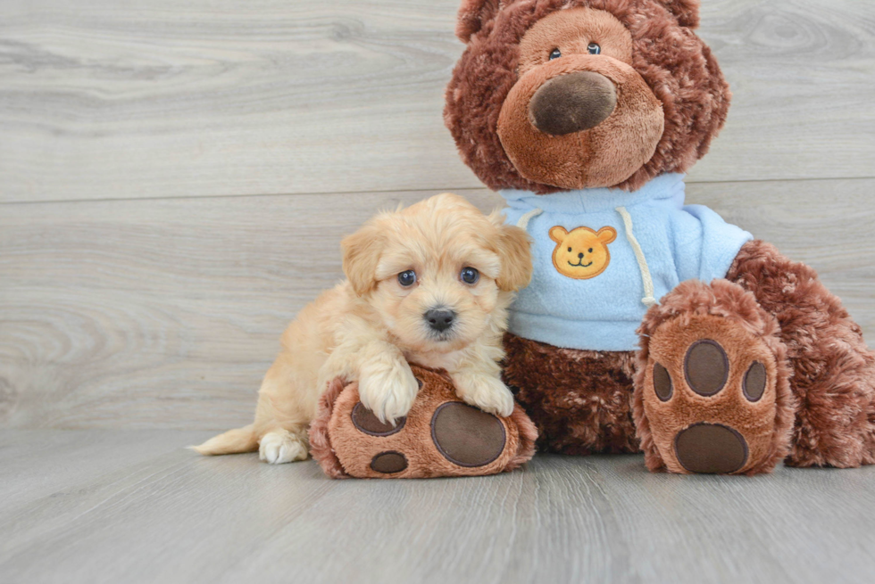 Best Maltipoo Baby