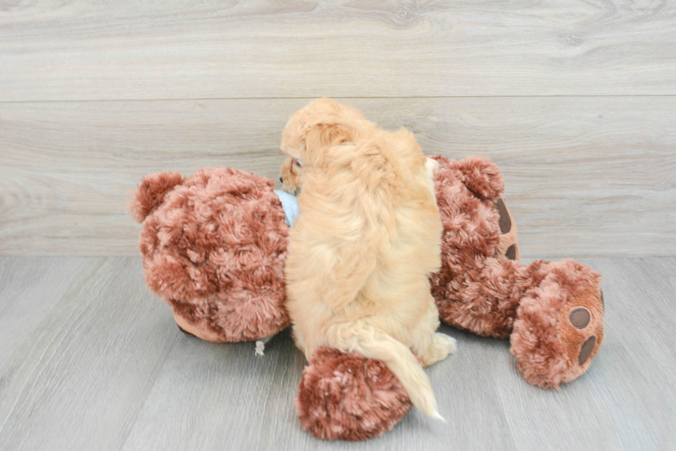 Adorable Maltepoo Poodle Mix Puppy