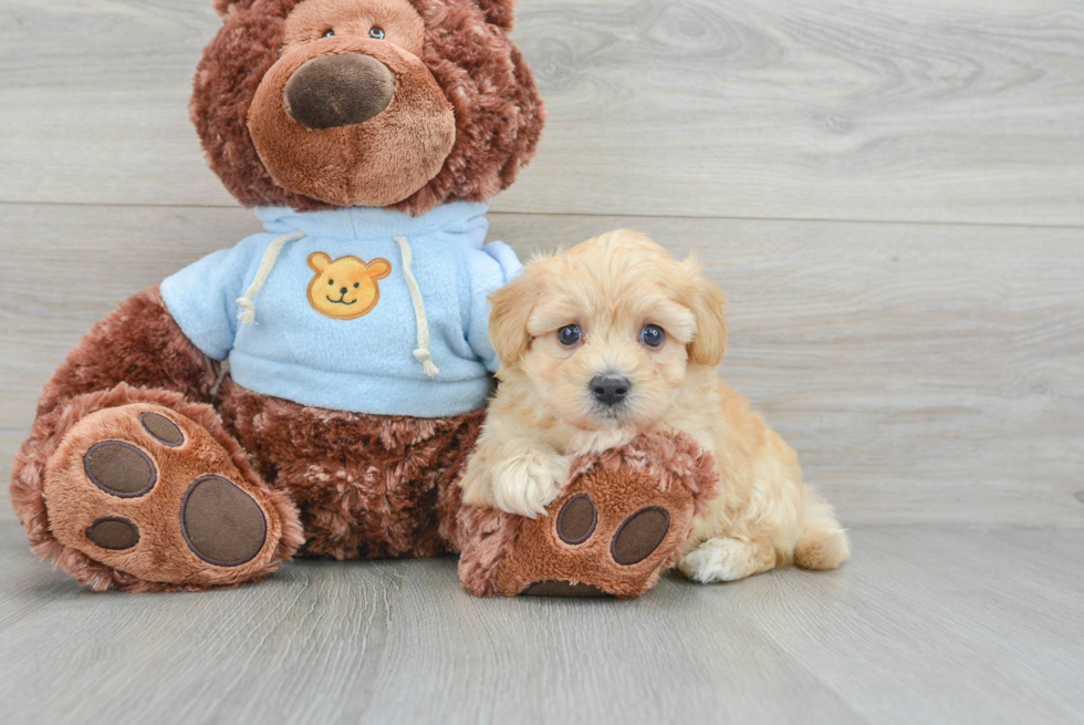 Playful Maltepoo Poodle Mix Puppy