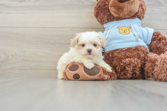 Hypoallergenic Maltese Poodle Poodle Mix Puppy