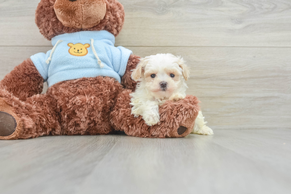 Sweet Maltipoo Baby