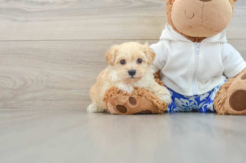 7 week old Maltipoo Puppy For Sale - Premier Pups