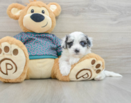 8 week old Maltipoo Puppy For Sale - Premier Pups