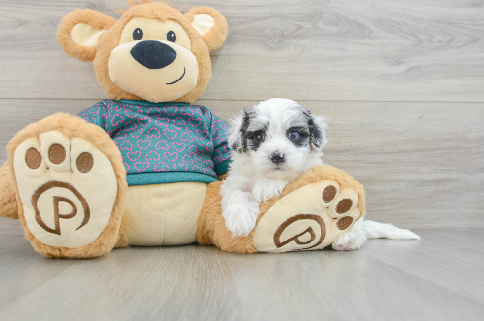 8 week old Maltipoo Puppy For Sale - Premier Pups