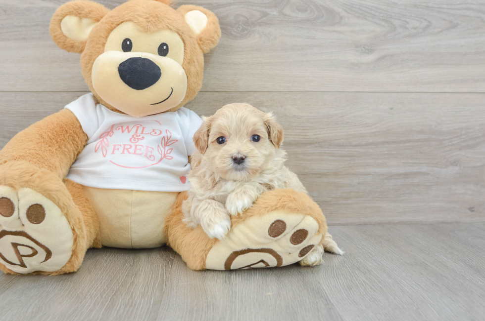 6 week old Maltipoo Puppy For Sale - Premier Pups