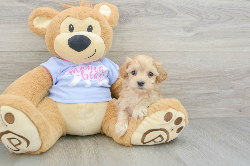 6 week old Maltipoo Puppy For Sale - Premier Pups