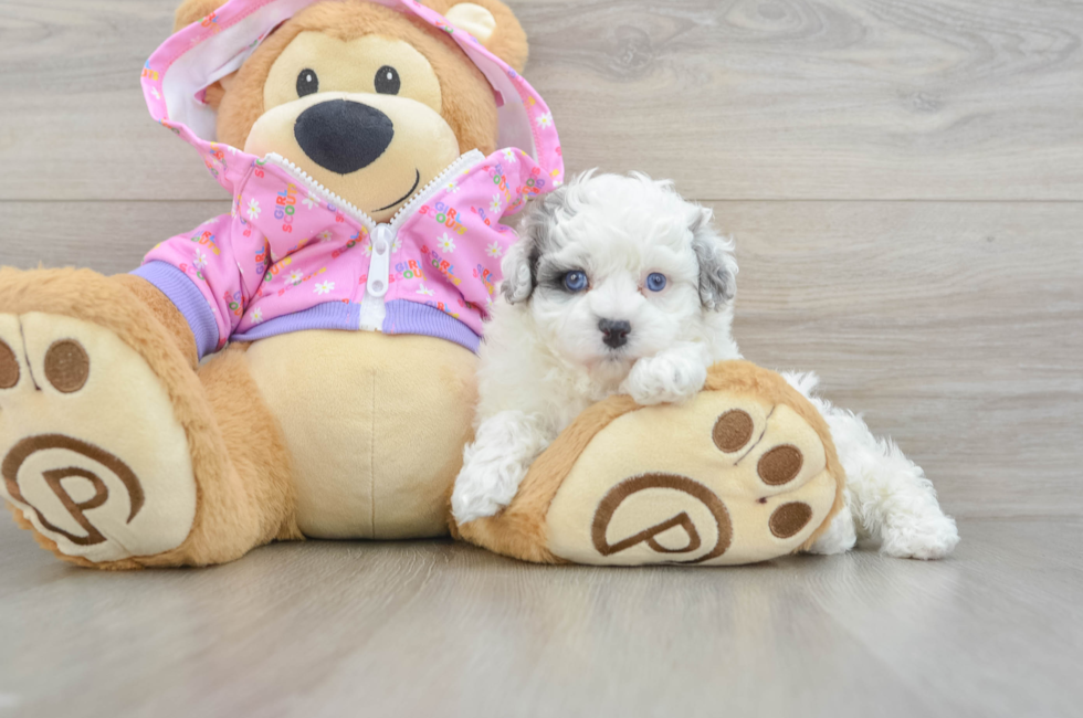 5 week old Maltipoo Puppy For Sale - Premier Pups