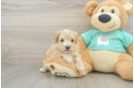 Best Maltipoo Baby