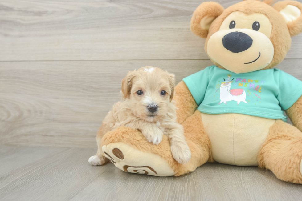 Best Maltipoo Baby