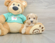 8 week old Maltipoo Puppy For Sale - Premier Pups