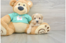 Best Maltipoo Baby
