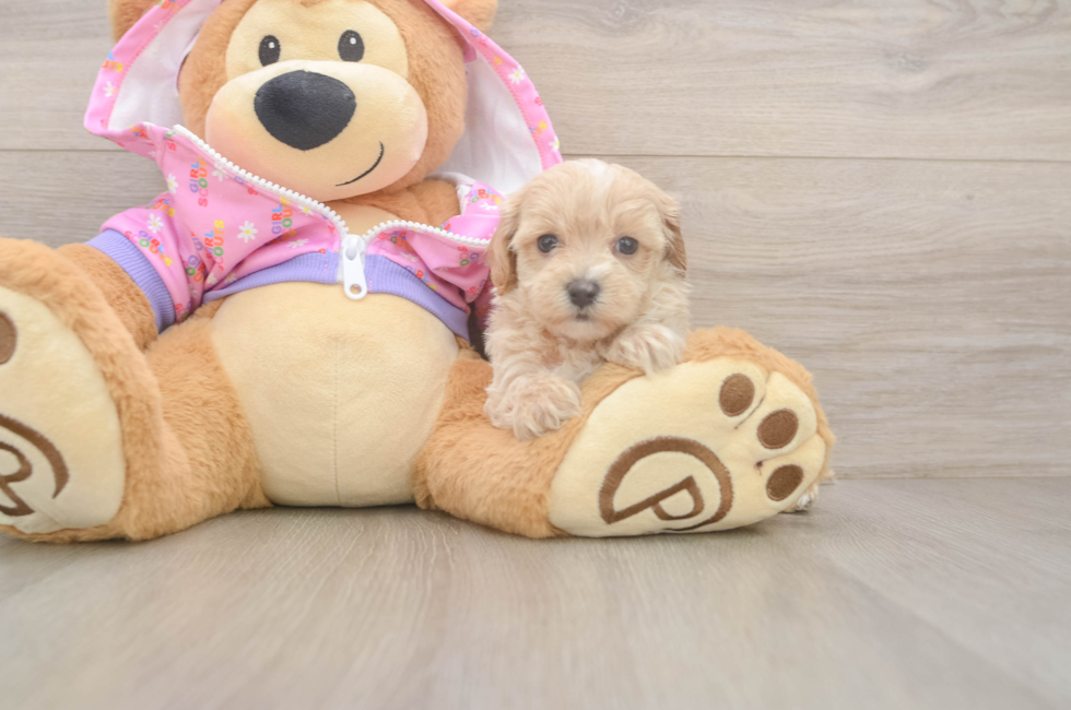 6 week old Maltipoo Puppy For Sale - Premier Pups