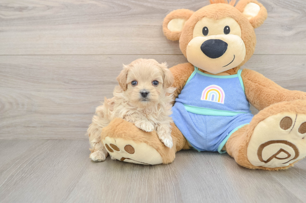 Energetic Maltidoodle Poodle Mix Puppy