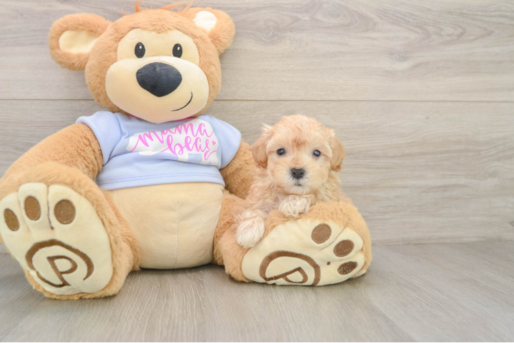 Maltipoo Puppy for Adoption