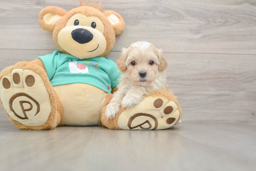 Happy Maltipoo Baby