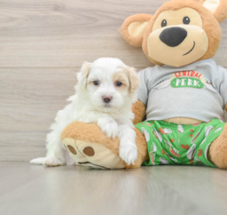 7 week old Maltipoo Puppy For Sale - Premier Pups