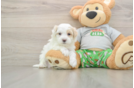Best Maltipoo Baby