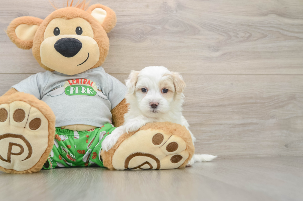 Funny Maltipoo Poodle Mix Pup