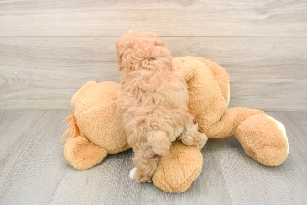 Funny Maltipoo Poodle Mix Pup