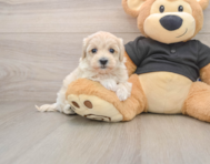 8 week old Maltipoo Puppy For Sale - Premier Pups