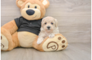 Best Maltipoo Baby