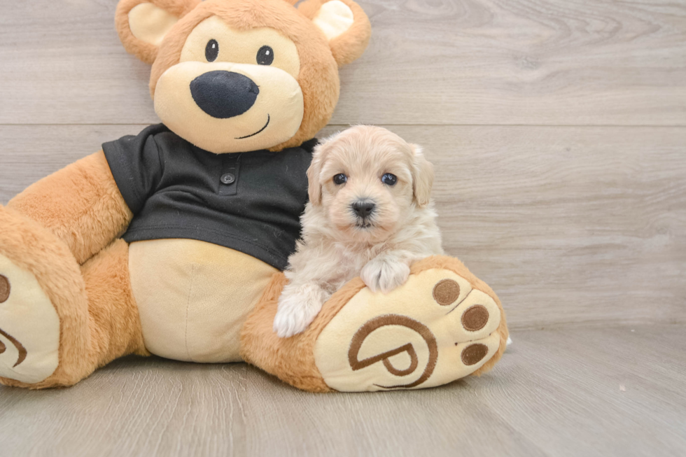 Best Maltipoo Baby