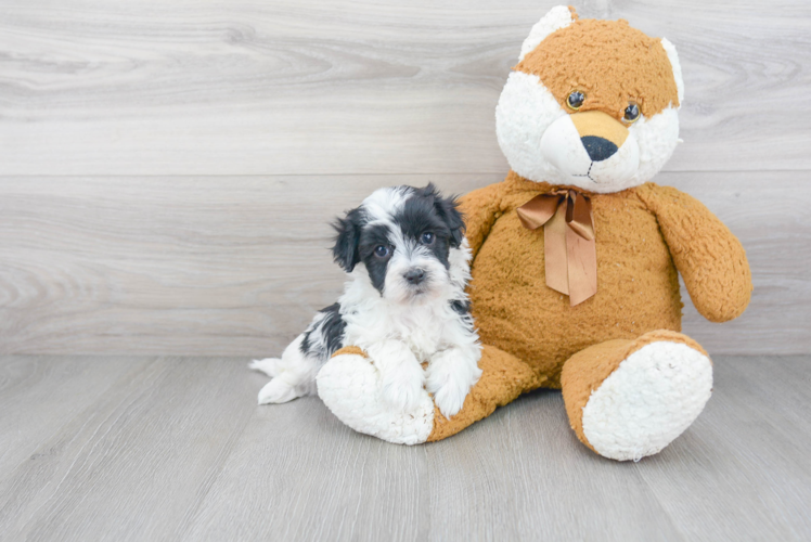 Cute Maltipoo Baby