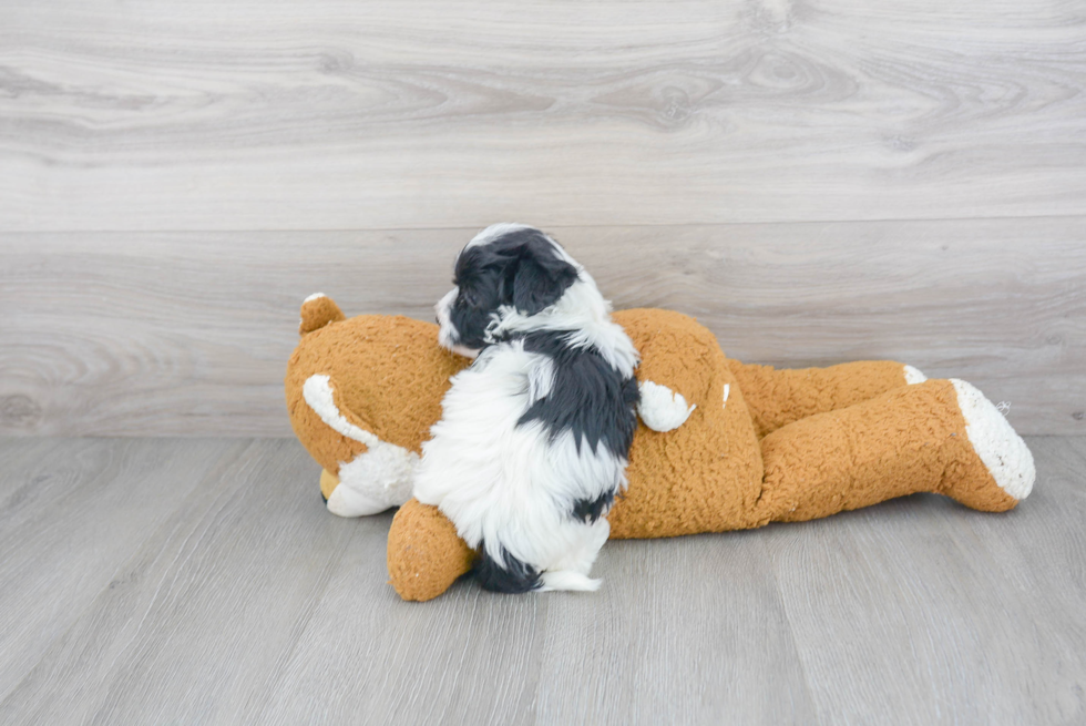 Maltipoo Pup Being Cute