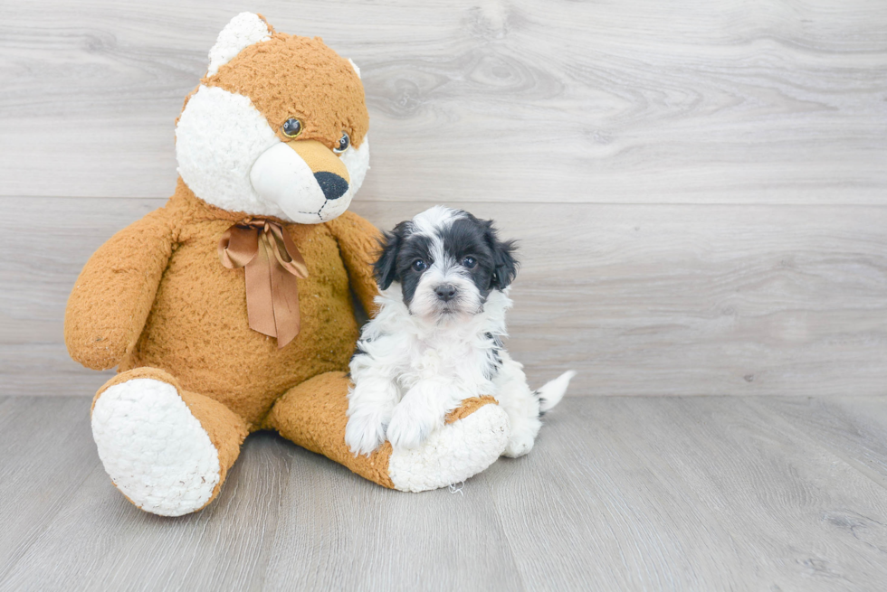 Best Maltipoo Baby