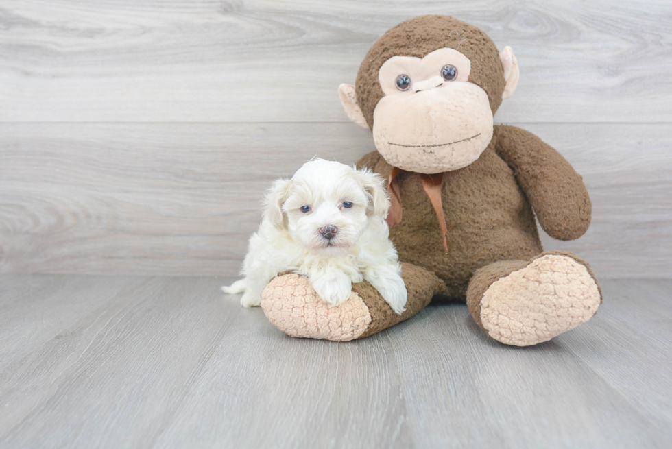 Energetic Maltese Poodle Poodle Mix Puppy