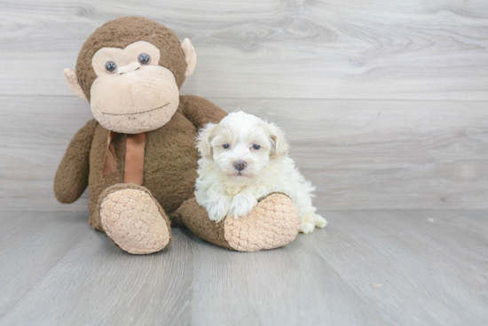 Playful Maltese Poodle Poodle Mix Puppy